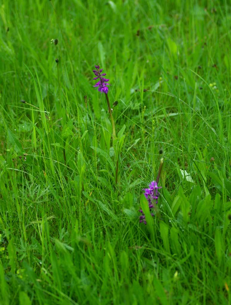IMGP3623-1024.jpg