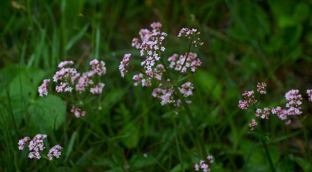 IMGP3626-1024.jpg