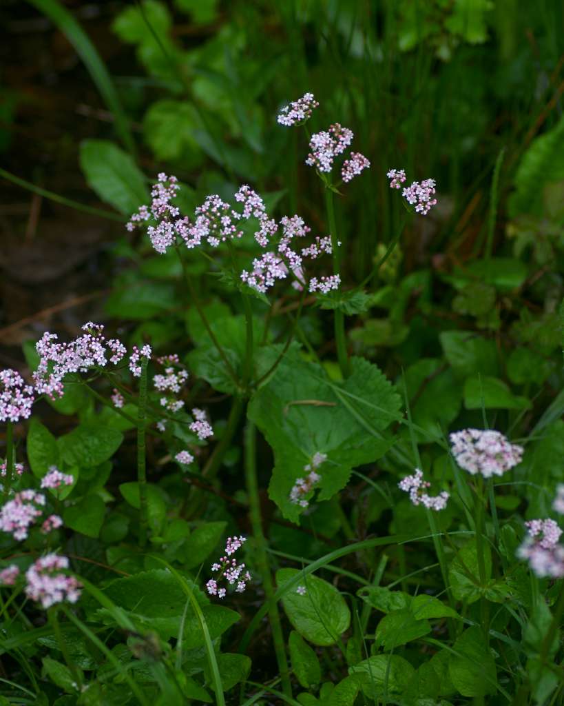 IMGP3629-1024.jpg