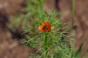 IMGP4196-1024.jpg