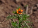 IMGP4200-1024.jpg