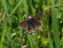 IMGP4201-1024.jpg