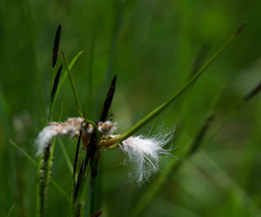IMGP4324-1024.jpg