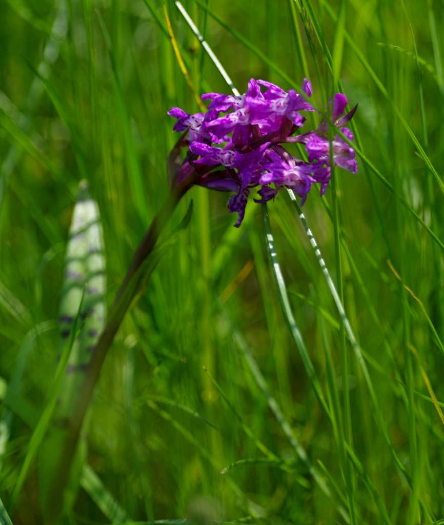 IMGP4329-1024.jpg