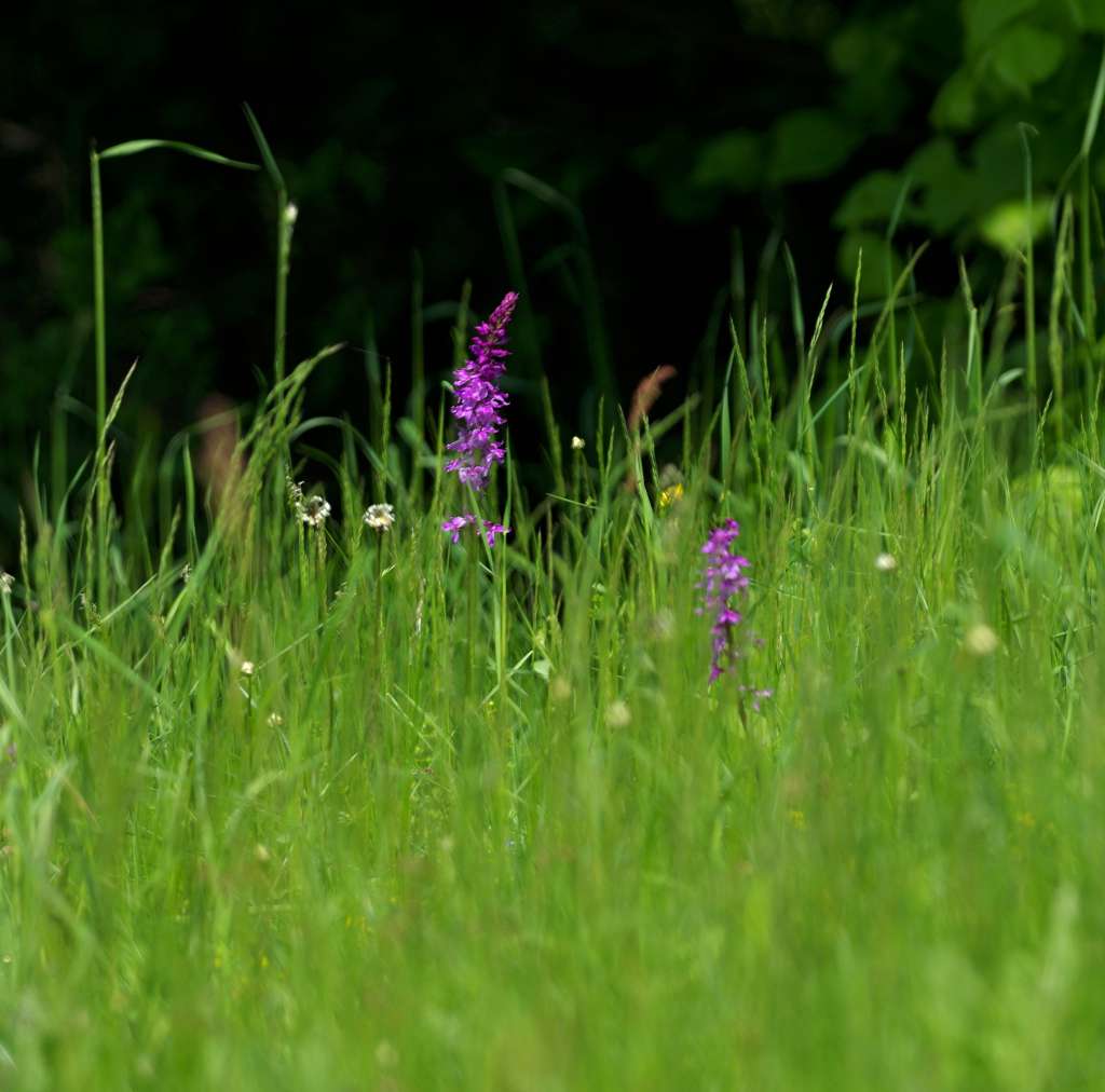 IMGP4339-1024.jpg