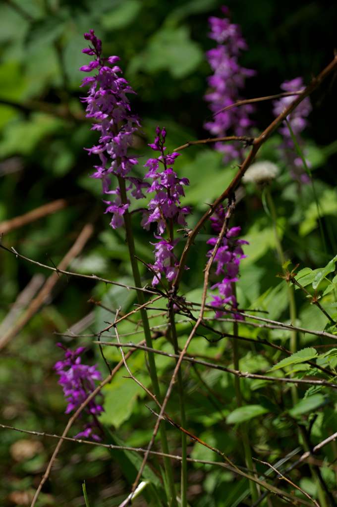 IMGP4343-1024.jpg