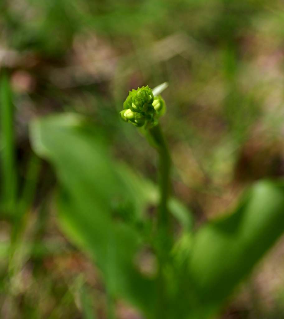 IMGP4367-1024.jpg