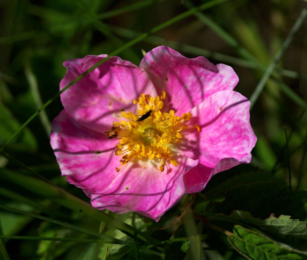 IMGP4517-1024.jpg