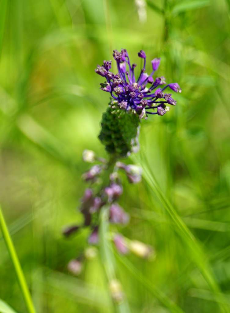 IMGP4554-1024.jpg