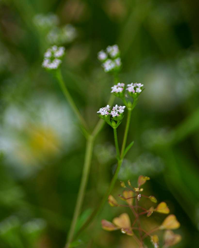 IMGP4958-1024.jpg