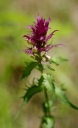 IMGP5166-1024.jpg