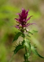 IMGP5167-1024.jpg
