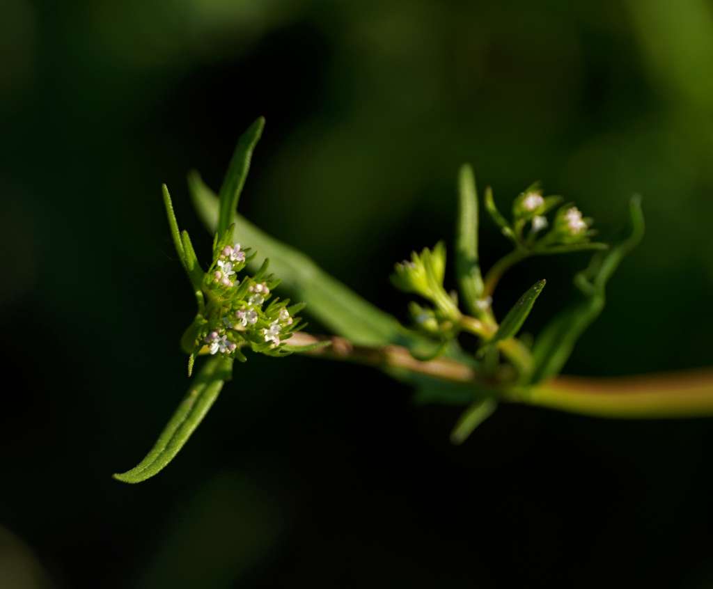 IMGP5308-1024.jpg