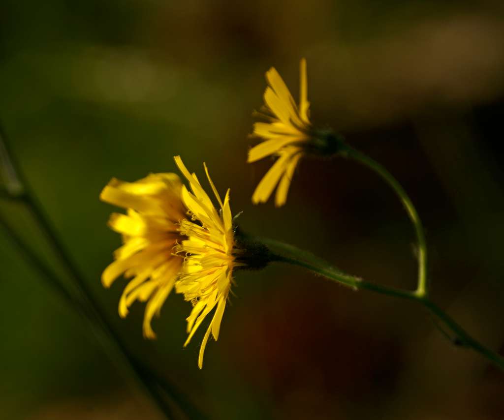 IMGP5352-1024.jpg