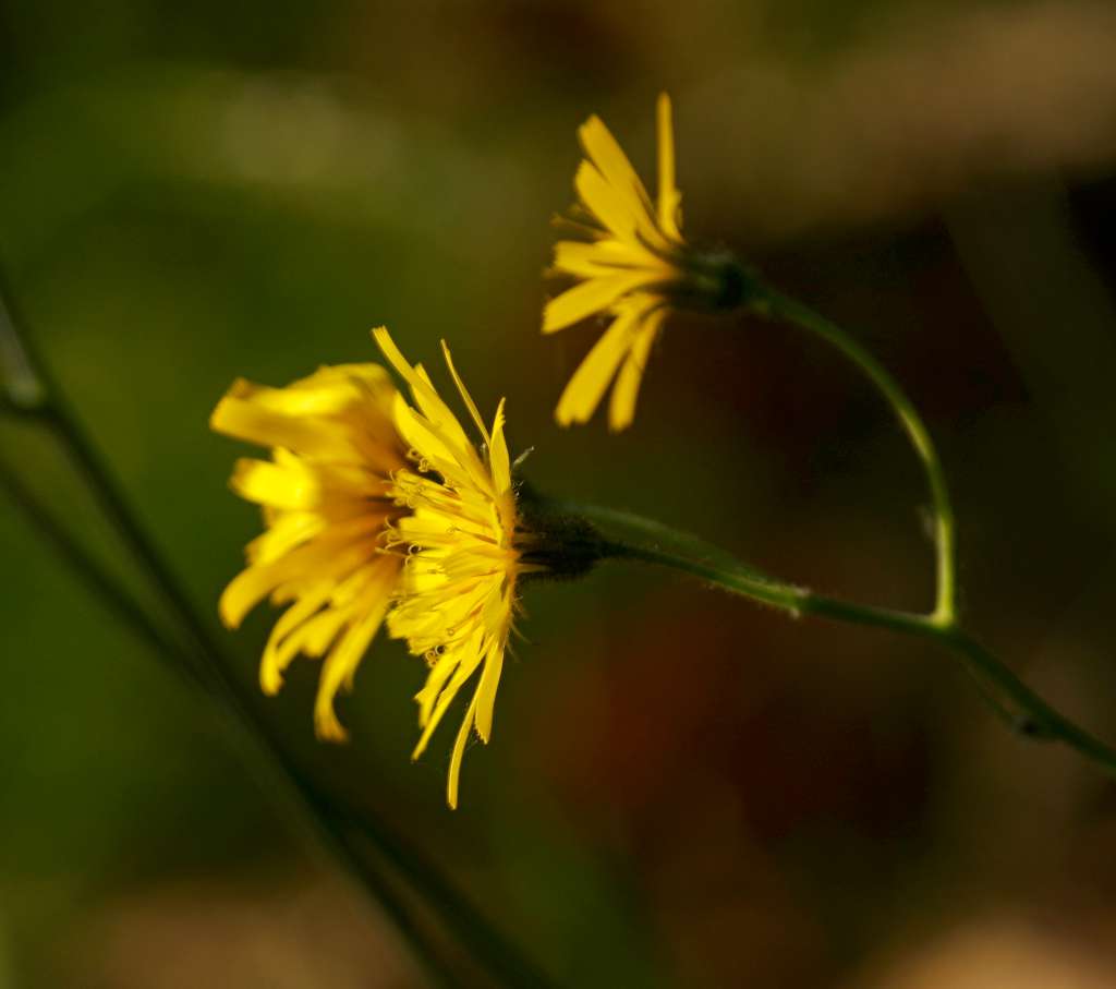 IMGP5353-1024.jpg
