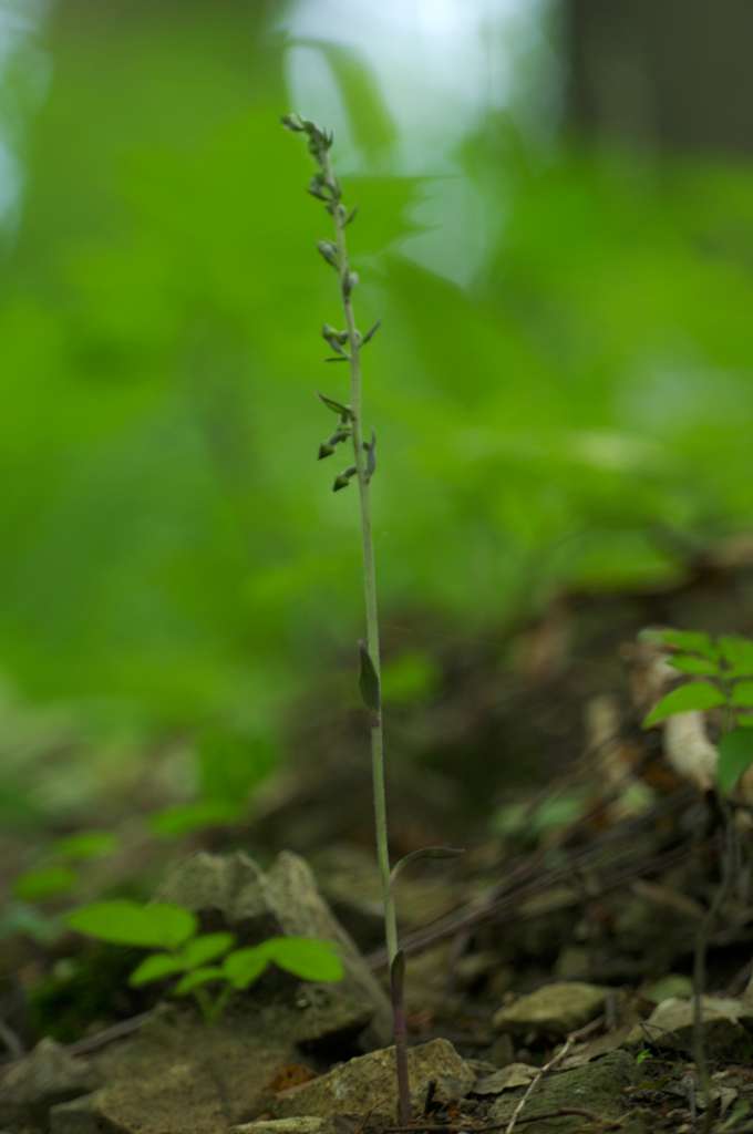 IMGP5423-1024.jpg