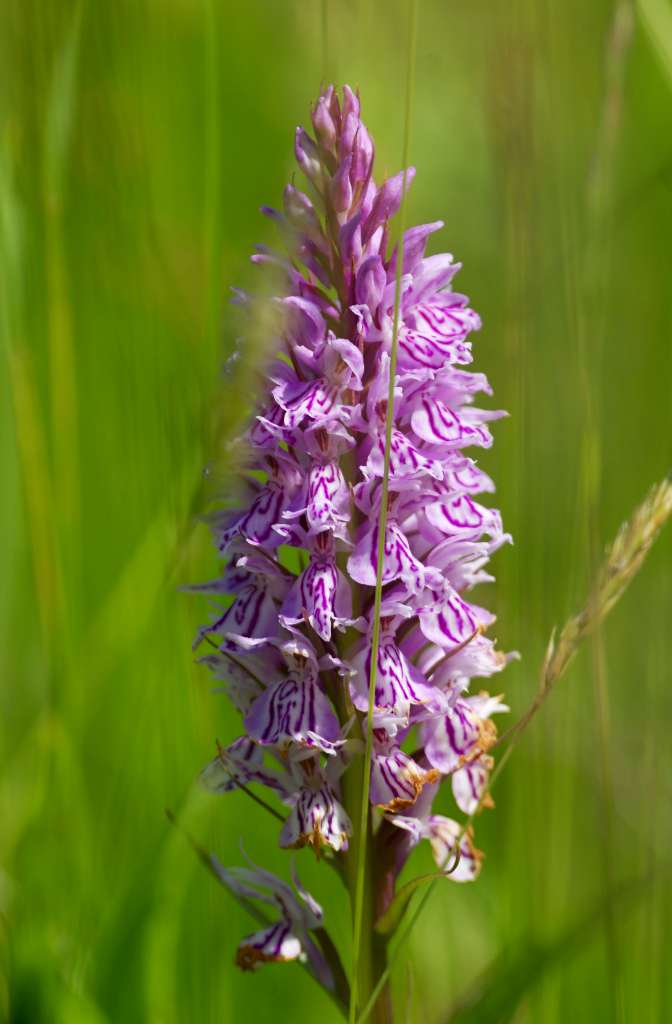 IMGP5449-1024.jpg