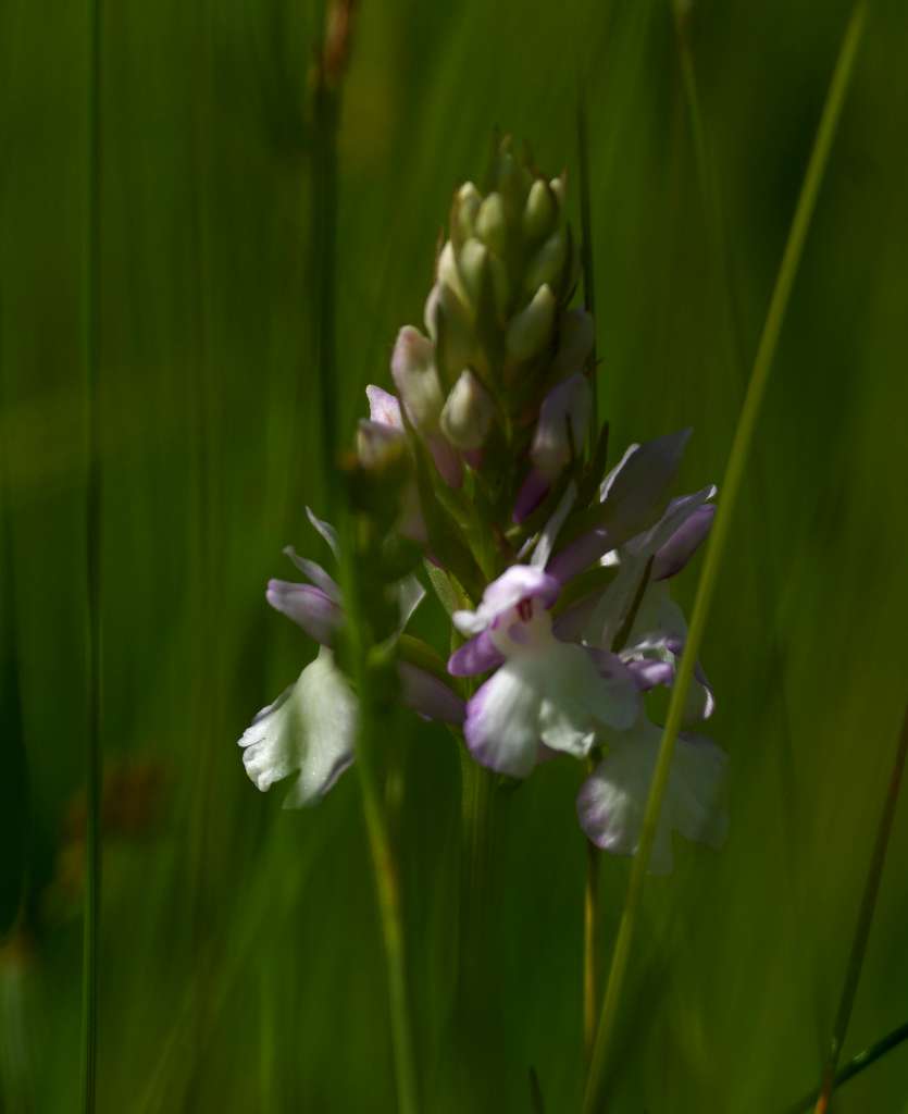 IMGP5455-1024.jpg