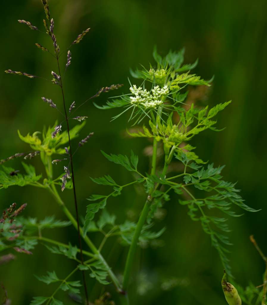 IMGP5545-1024.jpg