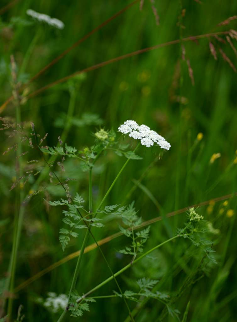 IMGP5548-1024.jpg