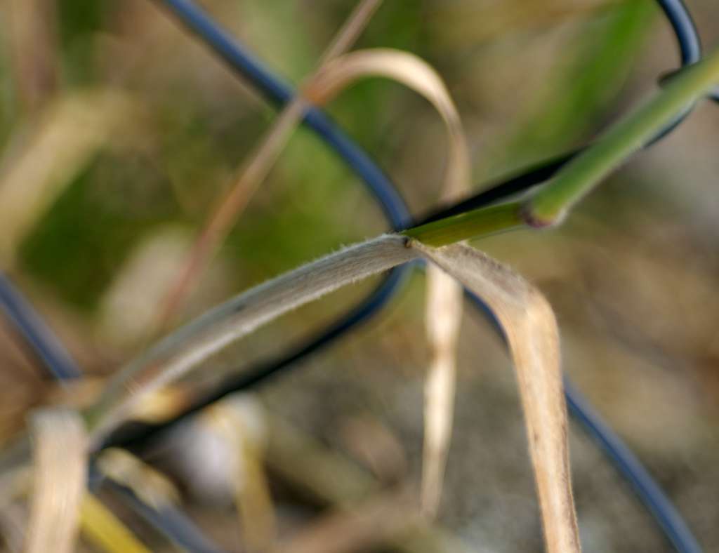IMGP5729-1024.jpg