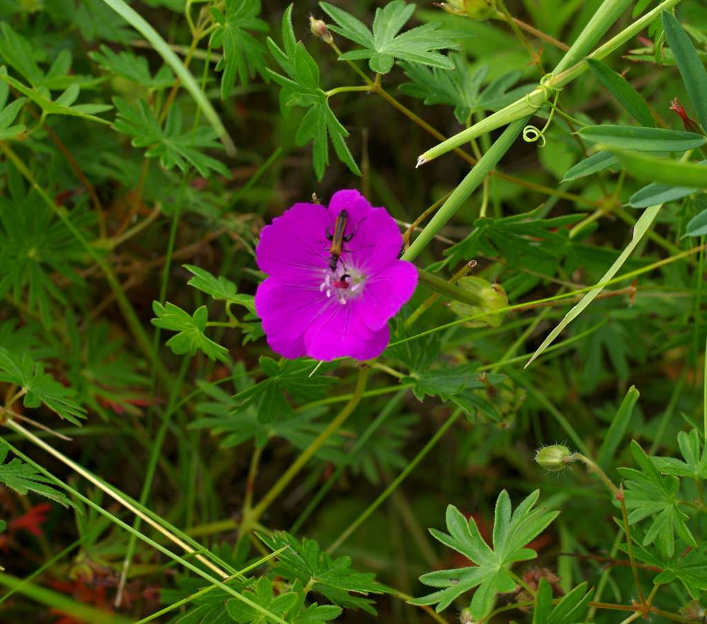 IMGP5748-1024.jpg