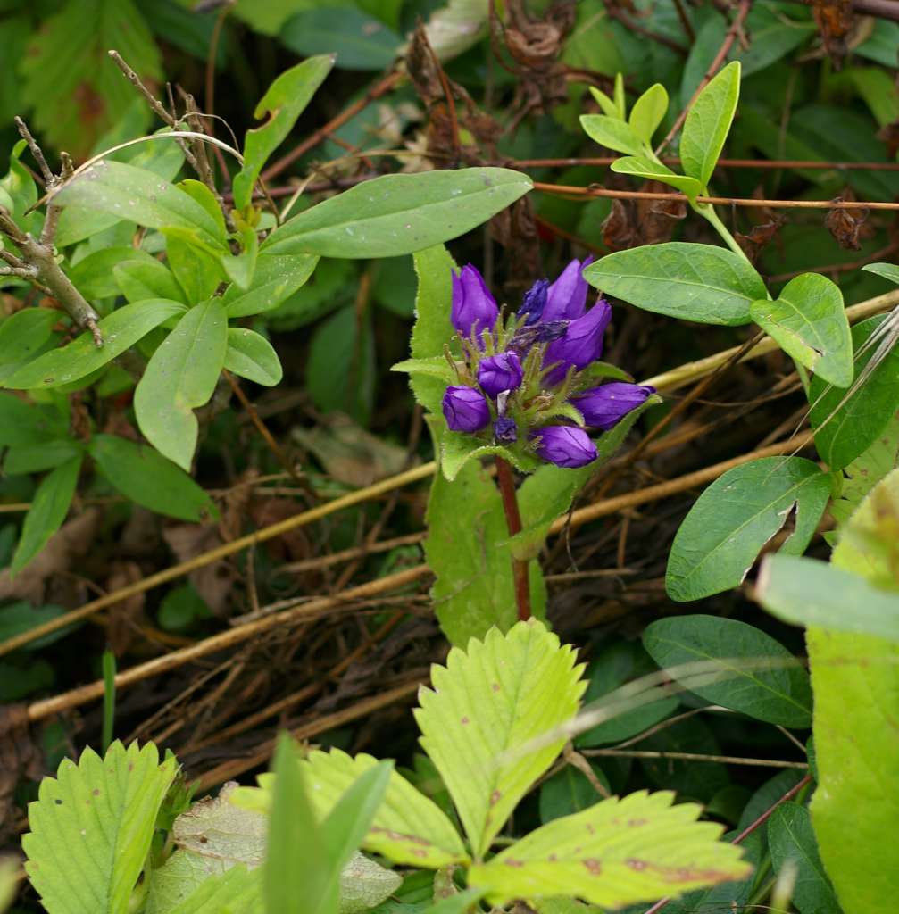 IMGP5760-1024.jpg