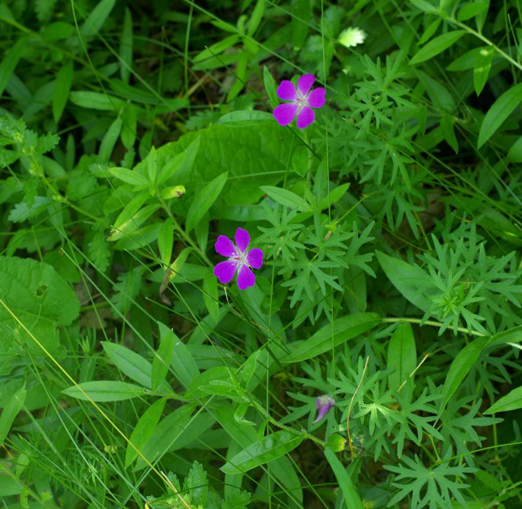 IMGP5801-1024.jpg