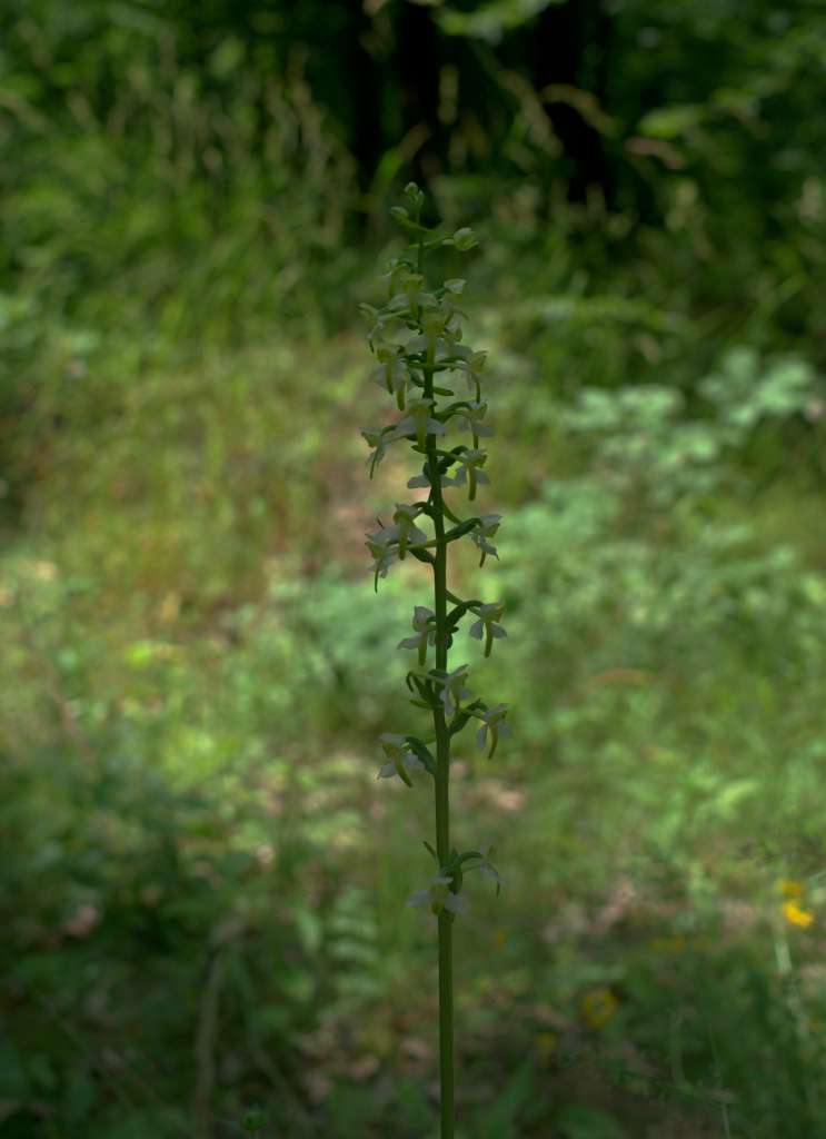 IMGP5838-1024.jpg