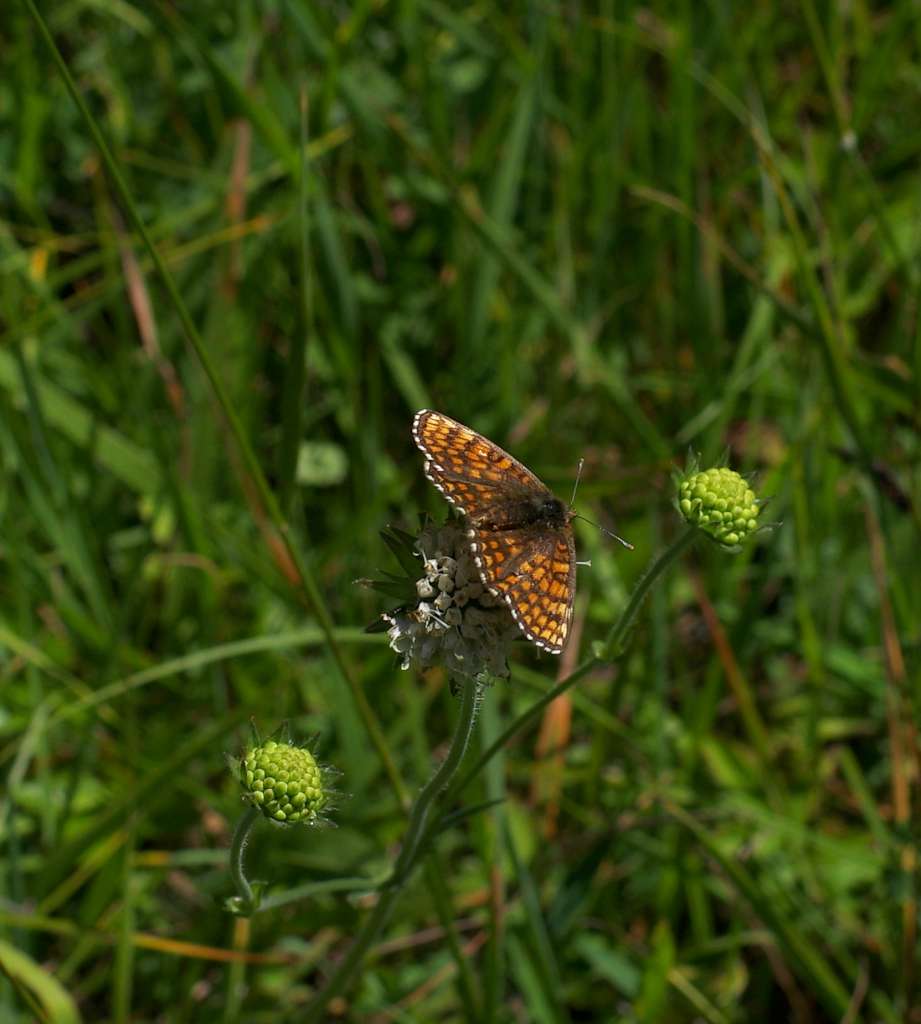 IMGP6098-1024.jpg