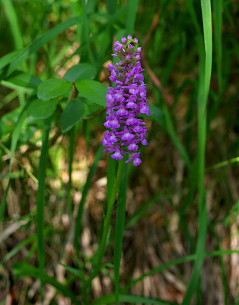 IMGP6110-1024.jpg