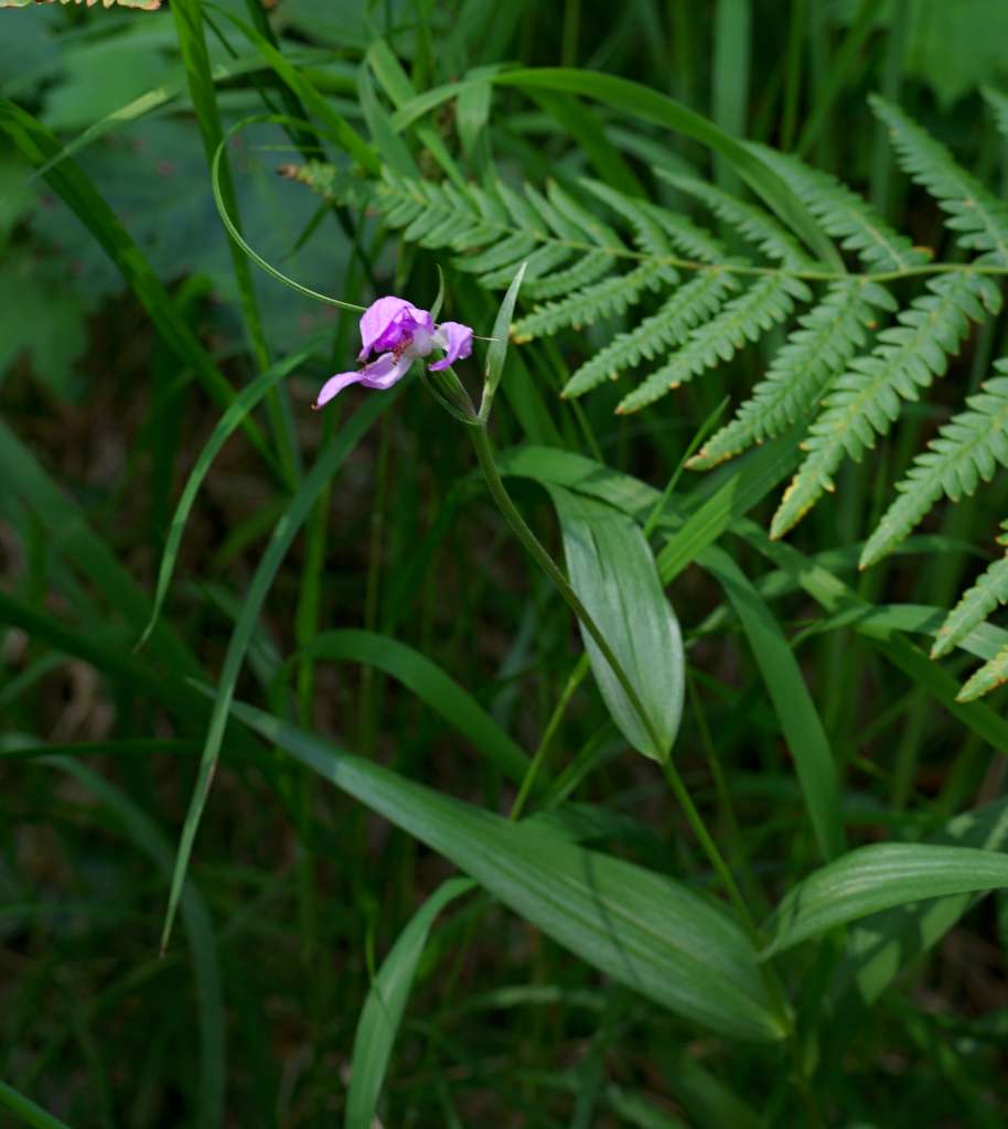 IMGP6161-1024.jpg