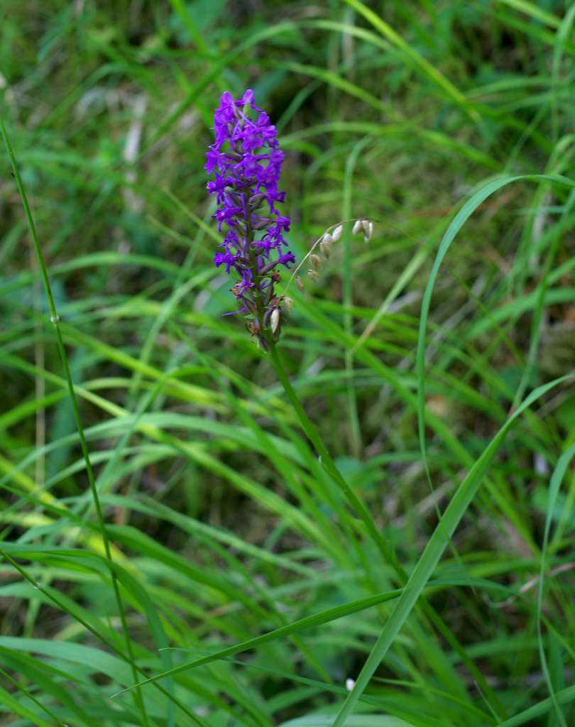 IMGP6167-1024.jpg