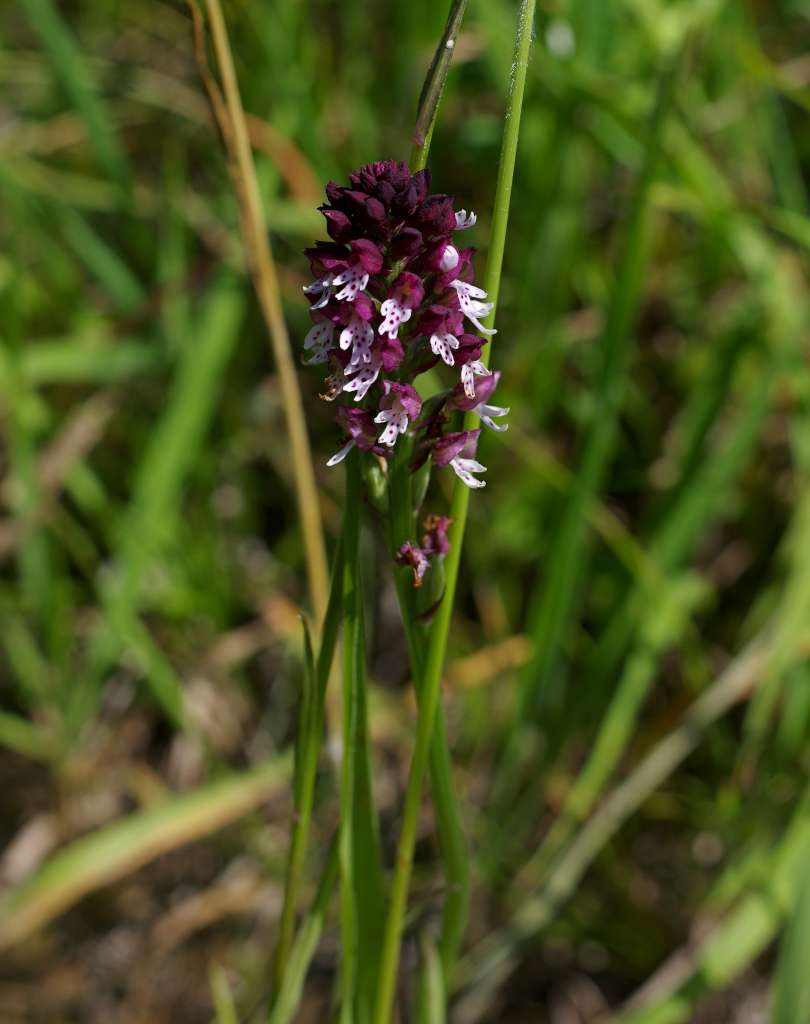IMGP6229-1024.jpg
