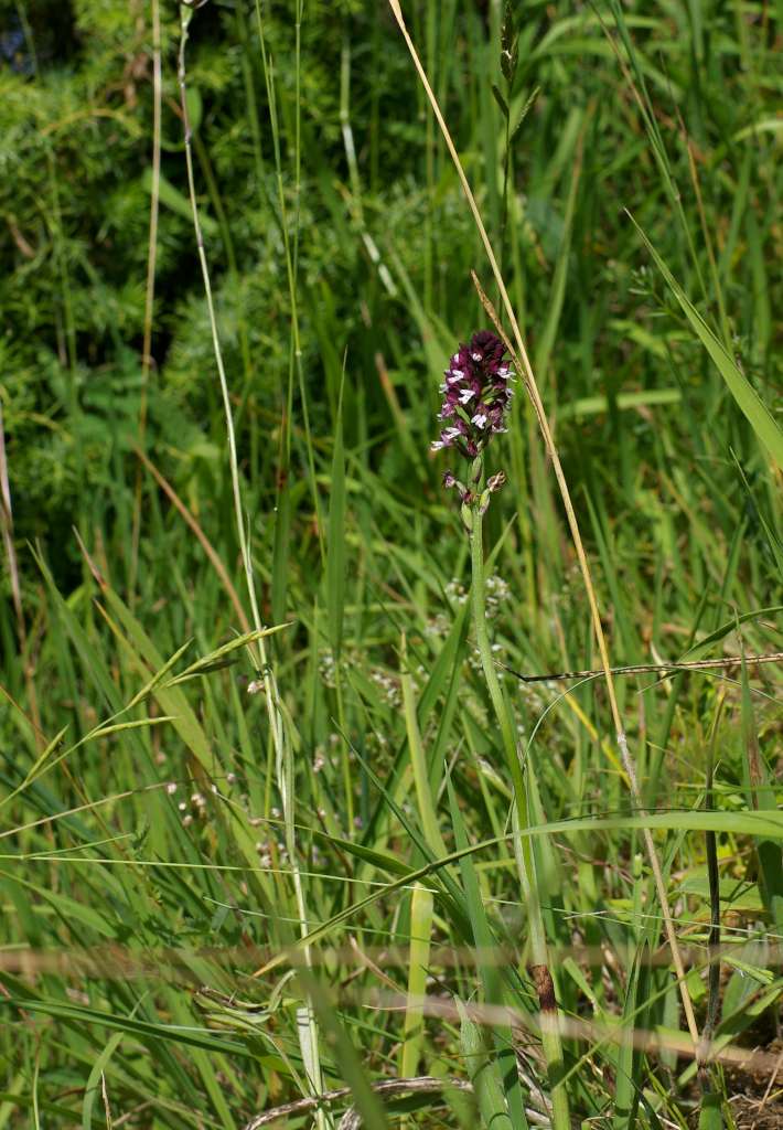 IMGP6231-1024.jpg
