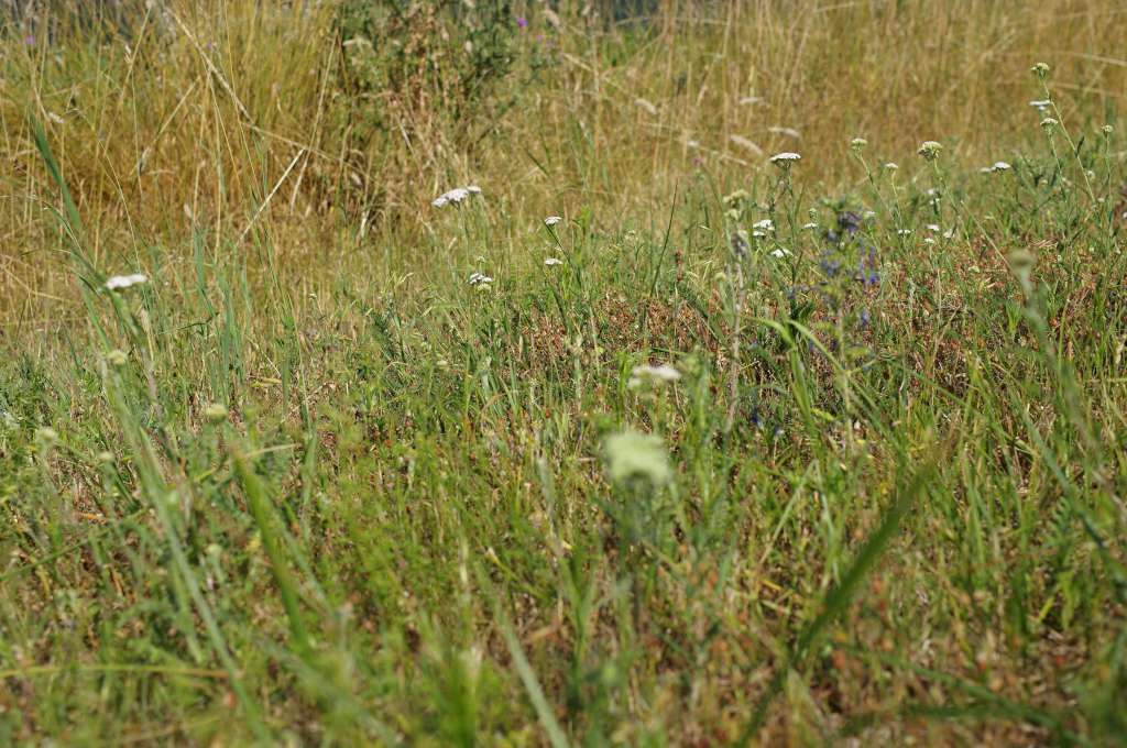 IMGP6396-1024.jpg