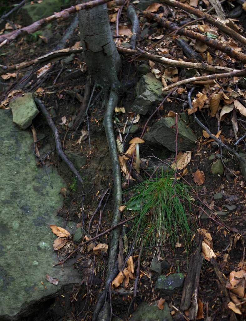 IMGP6822-1024.jpg