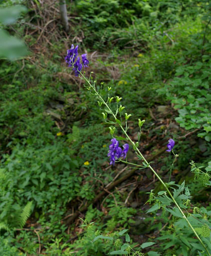 IMGP6898-1024.jpg
