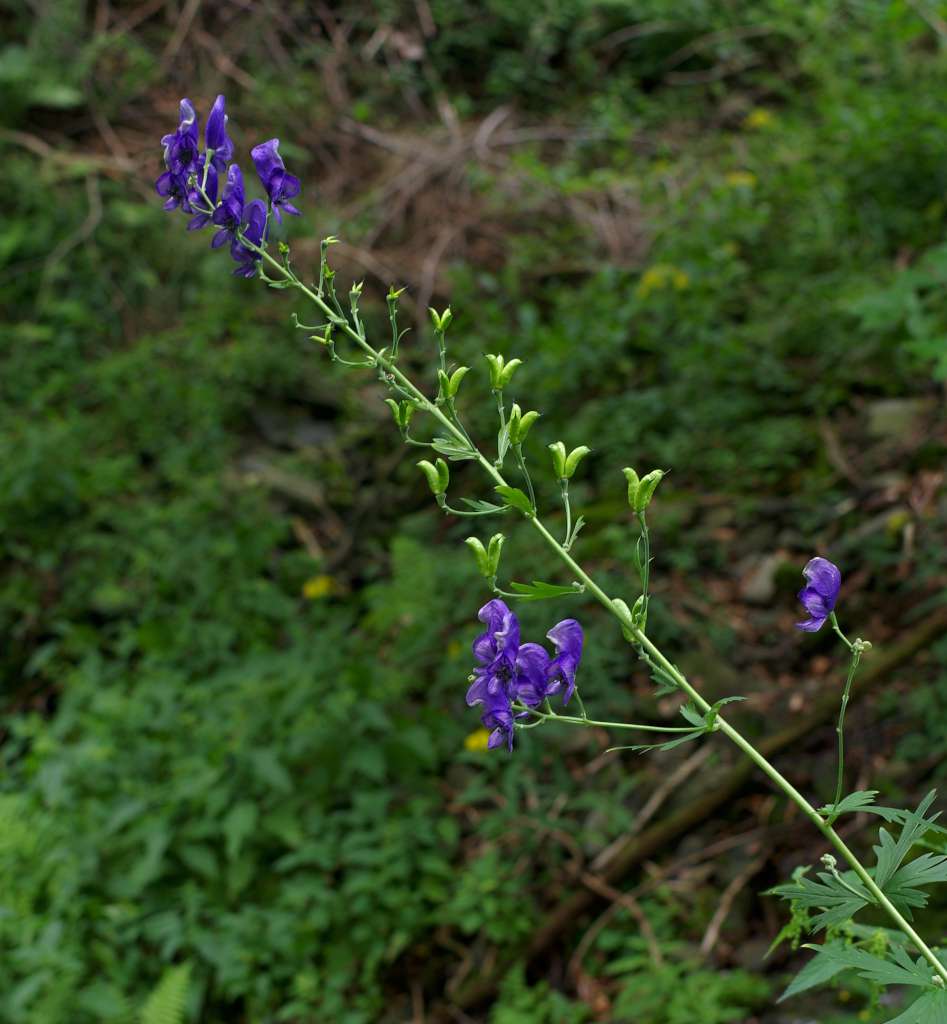 IMGP6901-1024.jpg