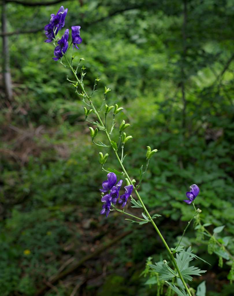IMGP6917-1024.jpg