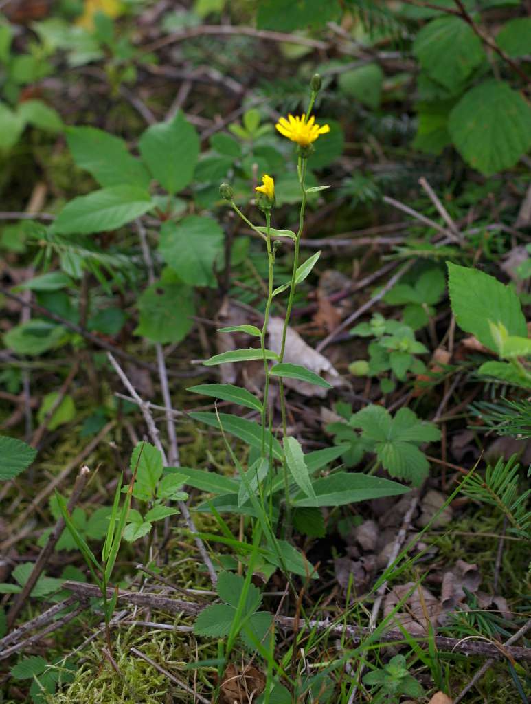 IMGP6954-1024.jpg
