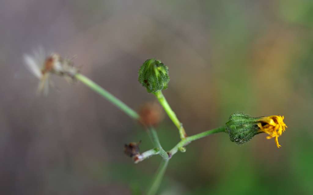 IMGP6959-1024.jpg