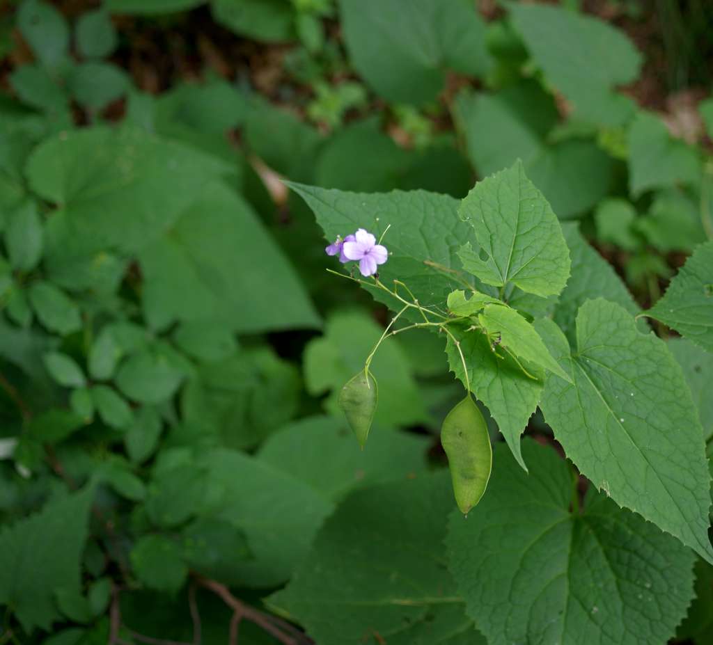 IMGP7009-1024.jpg