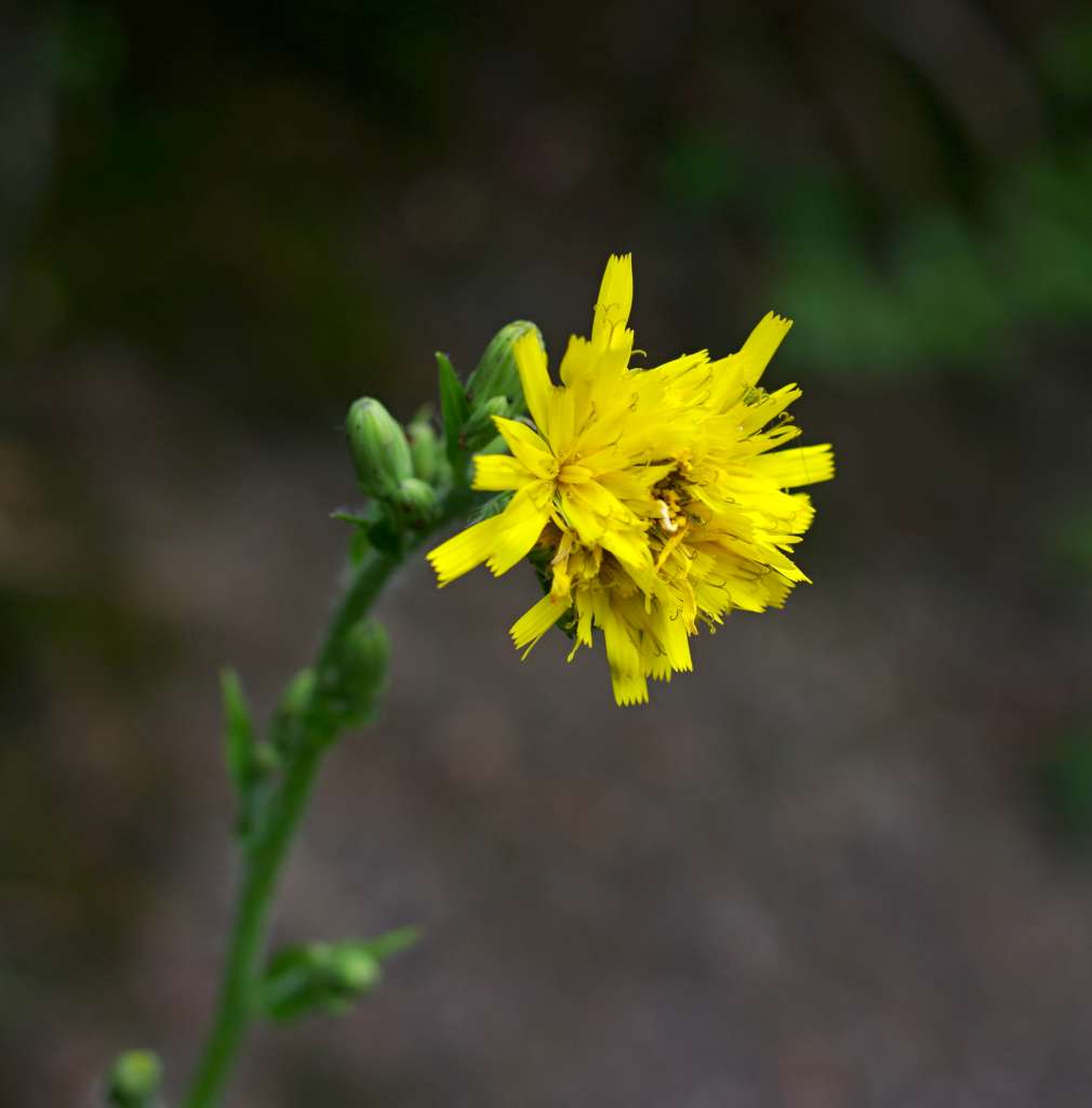 IMGP7011-1024.jpg