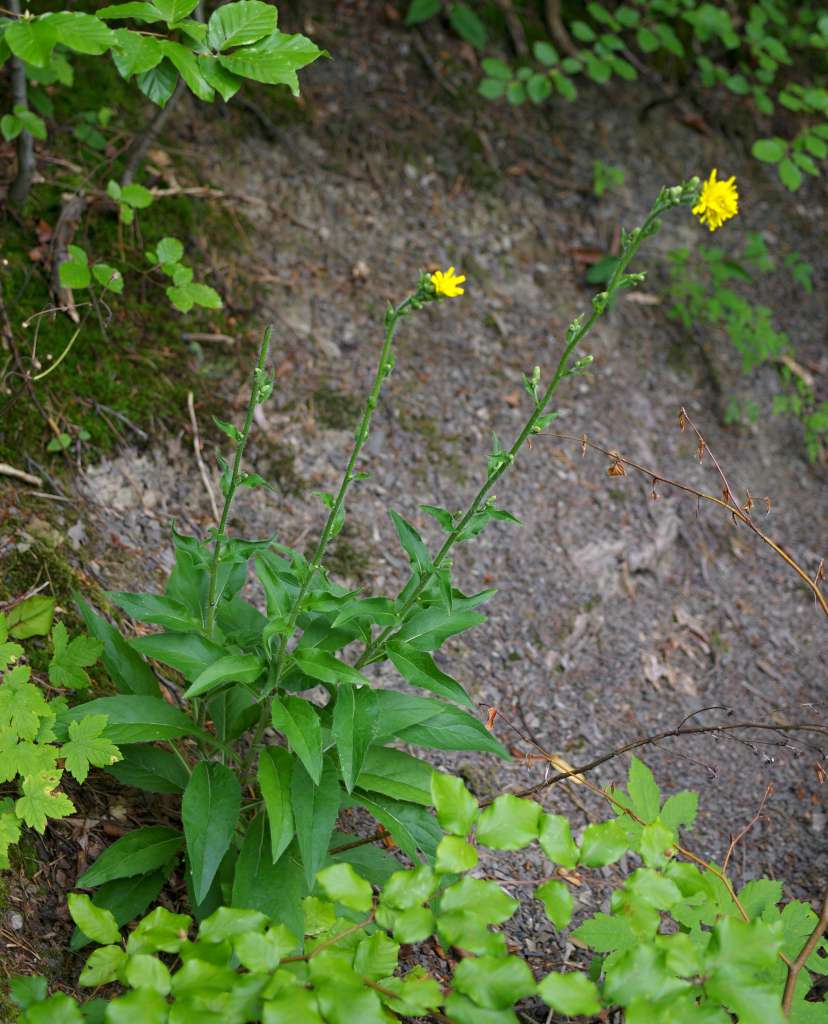 IMGP7013-1024.jpg