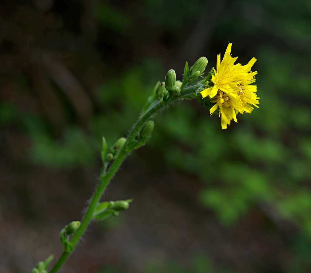 IMGP7015-1024.jpg