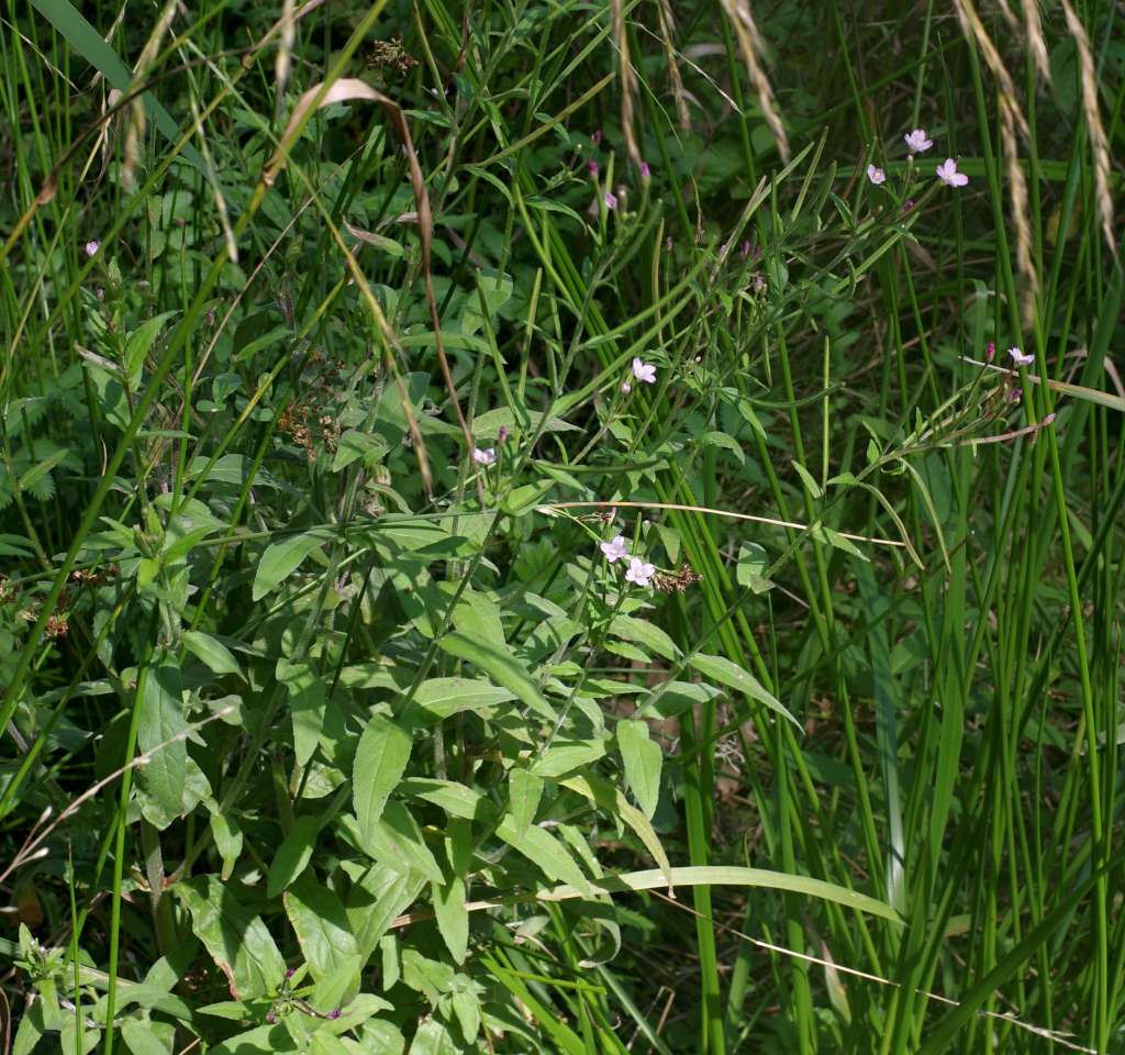 IMGP7363-1024.jpg