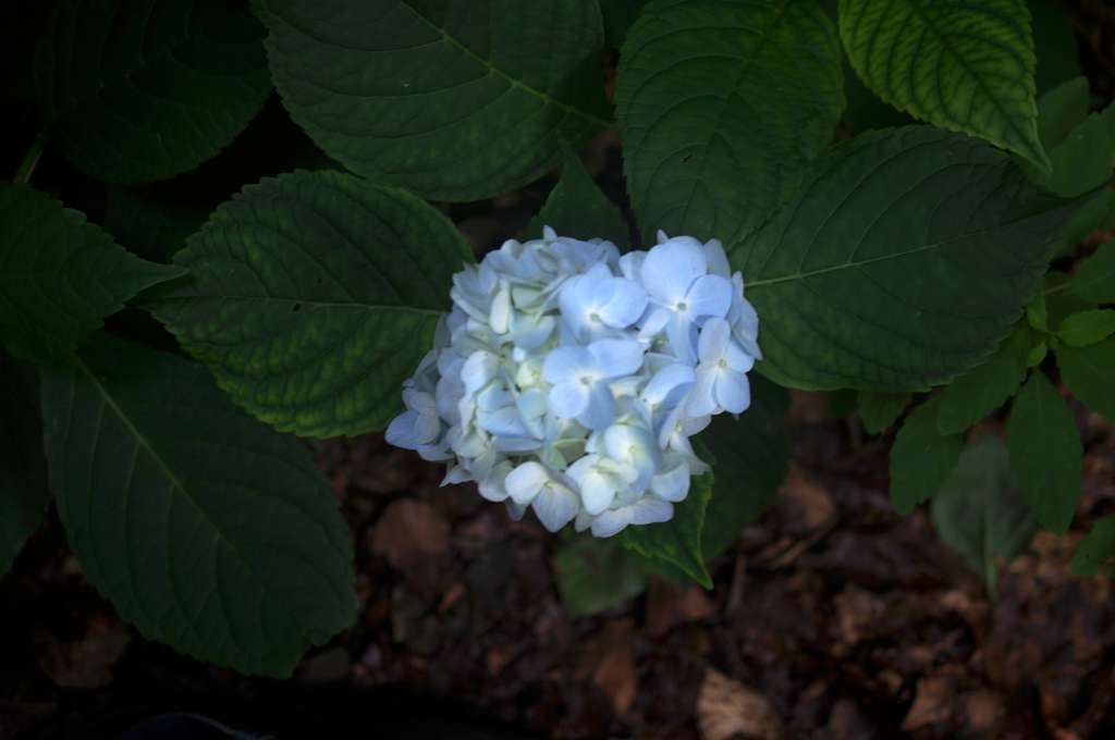 IMGP7217-1024.jpg