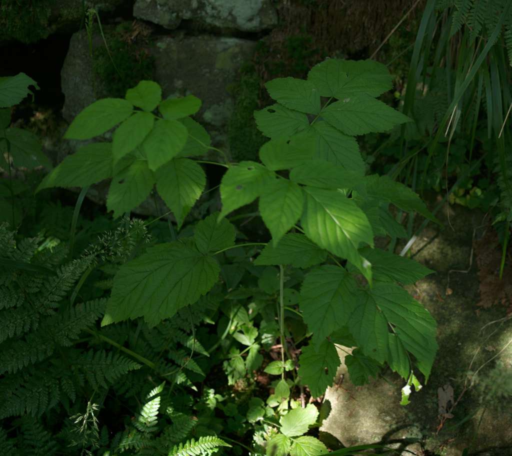 IMGP7225-1024.jpg
