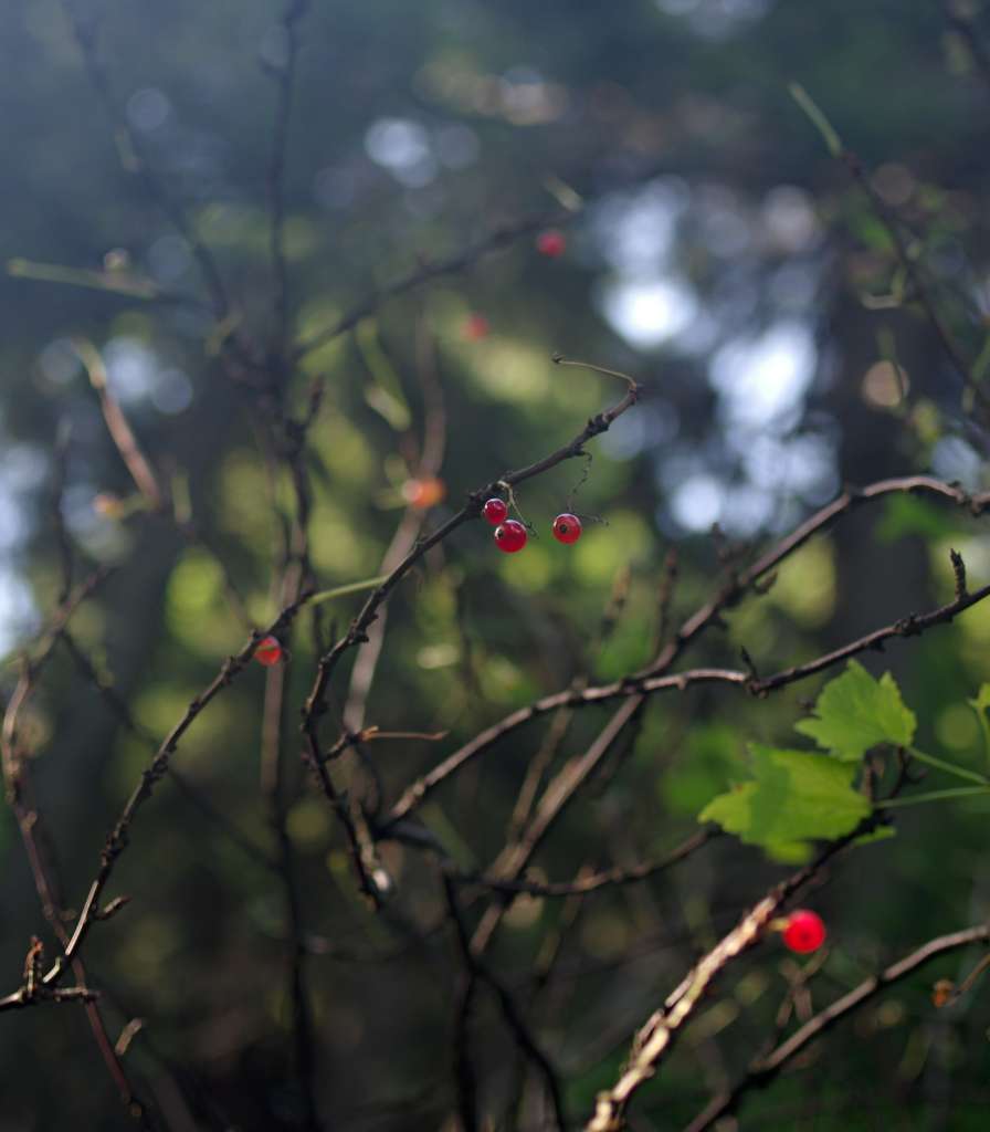 IMGP7241-1024.jpg